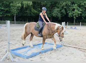 Süddeutsches Kaltblut, Wallach, 7 Jahre, 160 cm, Dunkelfuchs