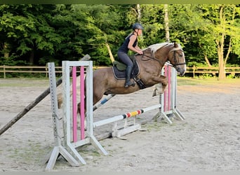 Süddeutsches Kaltblut, Wallach, 7 Jahre, 160 cm, Dunkelfuchs