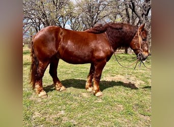 Suffolk / Suffolk Punch, Castrone, 8 Anni, 157 cm, Sauro scuro