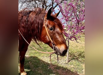 Suffolk / Suffolk Punch, Castrone, 8 Anni, 157 cm, Sauro scuro