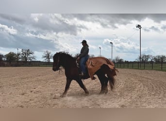 Suffolk / Suffolk Punch, Castrone, 8 Anni, 157 cm, Sauro scuro