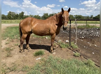 Suffolk, Caballo castrado, 21 años, 163 cm, Alazán-tostado