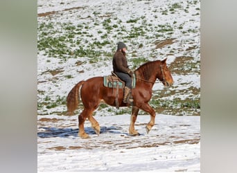 Suffolk, Caballo castrado, 7 años, 168 cm, Alazán