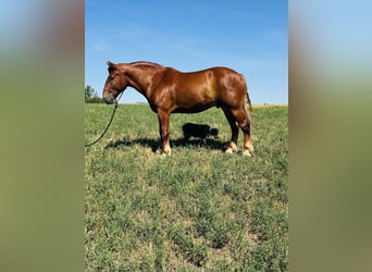 Suffolk, Caballo castrado, 7 años, 168 cm, Alazán
