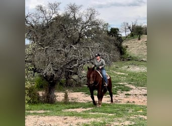 Suffolk, Caballo castrado, 8 años, 157 cm, Alazán-tostado