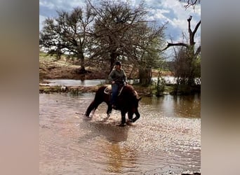 Suffolk, Caballo castrado, 8 años, 157 cm, Alazán-tostado