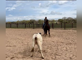 Suffolk, Caballo castrado, 8 años, 157 cm, Alazán-tostado