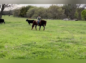 Suffolk, Caballo castrado, 8 años, 157 cm, Alazán-tostado