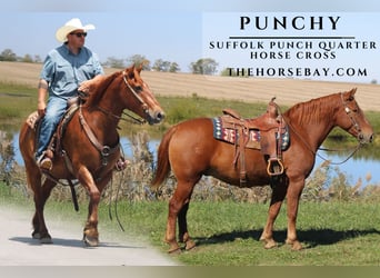 Suffolk, Gelding, 7 years, 15 hh, Sorrel