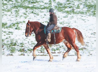 Suffolk Punch, Hongre, 7 Ans, 168 cm, Alezan