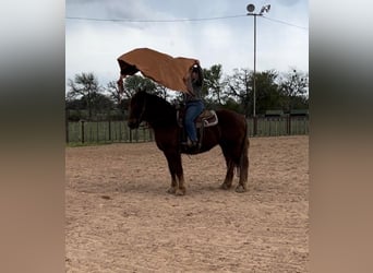 Suffolk Punch, Hongre, 8 Ans, 157 cm, Alezan brûlé