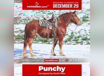 Suffolk Punch, Ruin, 7 Jaar, 168 cm, Vos