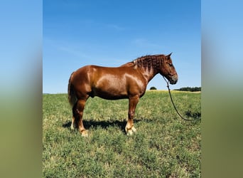 Suffolk Punch, Ruin, 7 Jaar, 168 cm, Vos