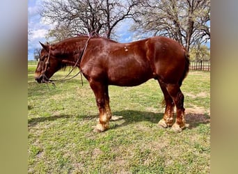 Suffolkhäst, Valack, 7 år, 157 cm, Fux