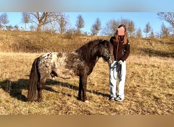 Ponis Shetland, Semental, 4 años, 108 cm, Atigrado/Moteado