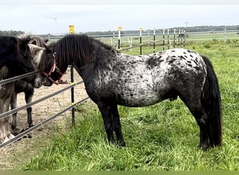 Ponis Shetland, Semental, 4 años, 108 cm, Atigrado/Moteado