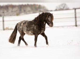 Shetland Ponies, Stallion, 4 years, 10.2 hh, Leopard-Piebald
