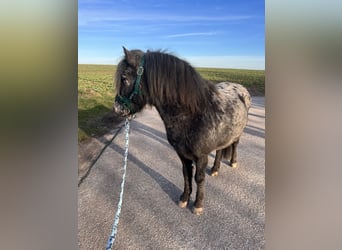Shetland Ponys, Hengst, 4 Jaar, 108 cm, Appaloosa