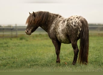 Shetland Ponys, Hengst, 4 Jahre, 108 cm, Tigerschecke