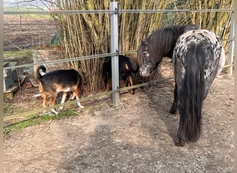Shetland Ponys, Hengst, 4 Jahre, 108 cm, Tigerschecke