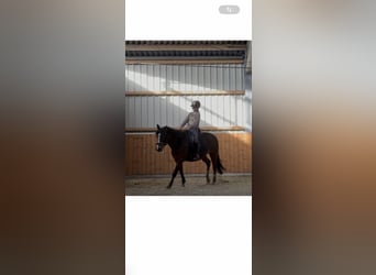 Super braves Pony/kleinpferd gesucht 