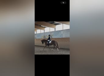 Super braves Pony/kleinpferd gesucht 