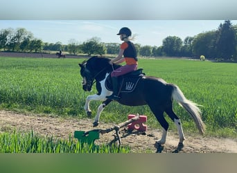Super braves Pony/kleinpferd gesucht 