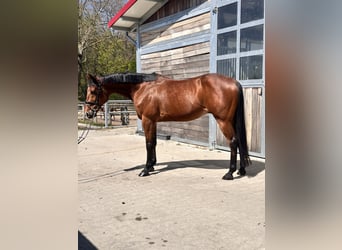 Svedese da Sella Mix, Castrone, 10 Anni, 163 cm, Baio chiaro