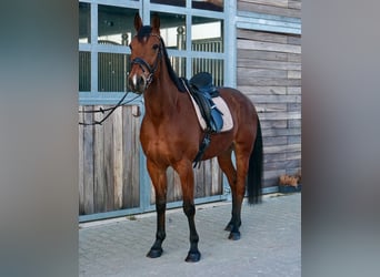 Svedese da Sella Mix, Castrone, 10 Anni, 163 cm, Baio chiaro