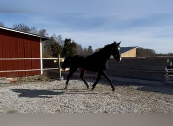 Svedese da Sella, Castrone, 2 Anni, 170 cm, Baio scuro