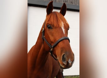 Svedese da Sella, Castrone, 4 Anni, 163 cm, Sauro scuro