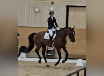 Svedese da Sella, Castrone, 4 Anni, 173 cm, Baio