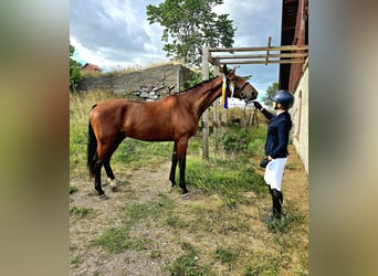 Svedese da Sella, Castrone, 4 Anni, 173 cm, Baio