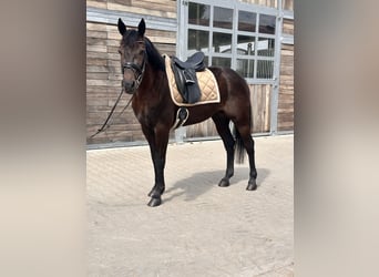 Svedese da Sella Mix, Castrone, 5 Anni, 160 cm, Baio scuro