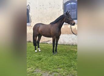 Svedese da Sella Mix, Castrone, 5 Anni, 162 cm, Baio