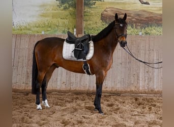 Svedese da Sella Mix, Castrone, 5 Anni, 163 cm, Baio