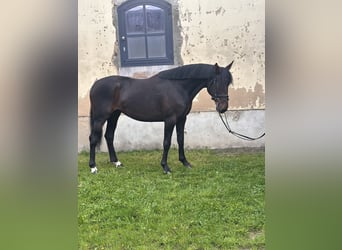 Svedese da Sella Mix, Castrone, 5 Anni, 163 cm, Baio scuro