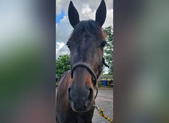 Svedese da Sella Mix, Castrone, 5 Anni, 165 cm, Baio scuro