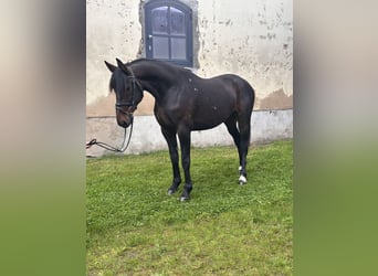 Svedese da Sella Mix, Castrone, 5 Anni, 166 cm, Baio scuro