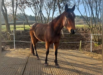 Svedese da Sella, Castrone, 6 Anni, 163 cm, Baio