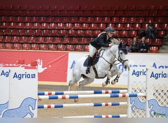 Svedese da Sella, Castrone, 7 Anni, 167 cm, Bianco