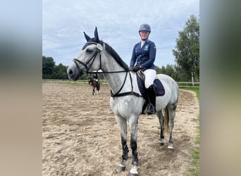 Svedese da Sella, Castrone, 7 Anni, 170 cm, Grigio pezzato