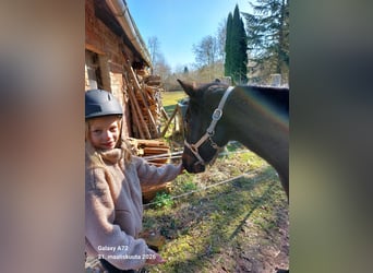 Svedese da Sella, Castrone, 8 Anni, 150 cm, Morello