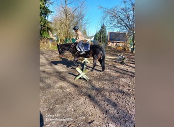 Svedese da Sella, Castrone, 8 Anni, 150 cm, Morello