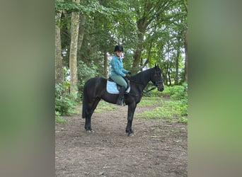 Svedese da Sella, Castrone, 8 Anni, 150 cm, Morello