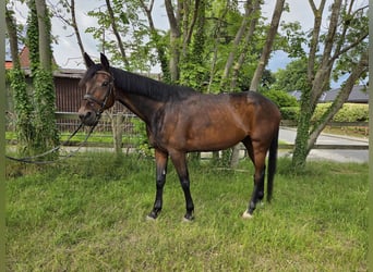 Svedese da Sella, Castrone, 9 Anni, 162 cm, Baio scuro