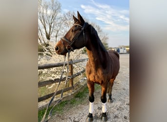 Svedese da Sella, Castrone, 9 Anni, 167 cm, Baio