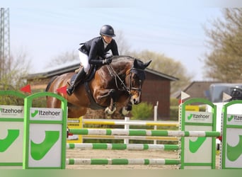 Svedese da Sella, Giumenta, 12 Anni, 170 cm, Baio scuro