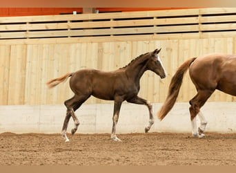 Svedese da Sella, Giumenta, 2 Anni, 165 cm, Sauro scuro