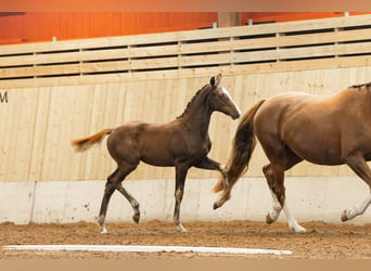 Svedese da Sella, Giumenta, 2 Anni, 165 cm, Sauro scuro